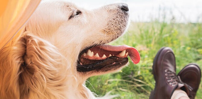 faire du camping avec mon chien