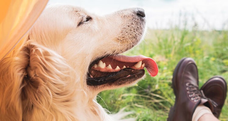 faire du camping avec mon chien