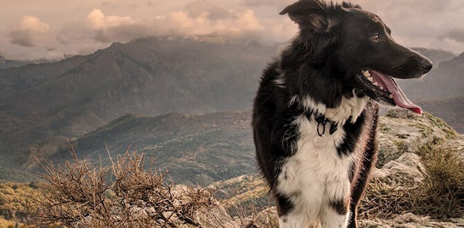 comment emmener son chien en montagne