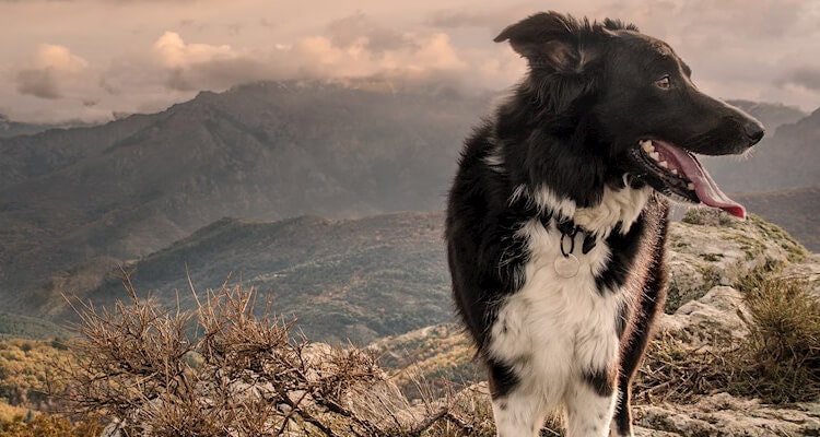 comment emmener son chien en montagne