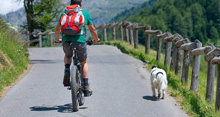 faire du velo avec son chien