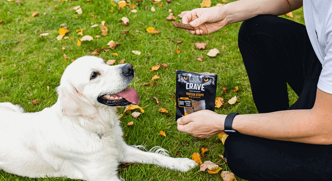 les conseils de crave sur les chiens