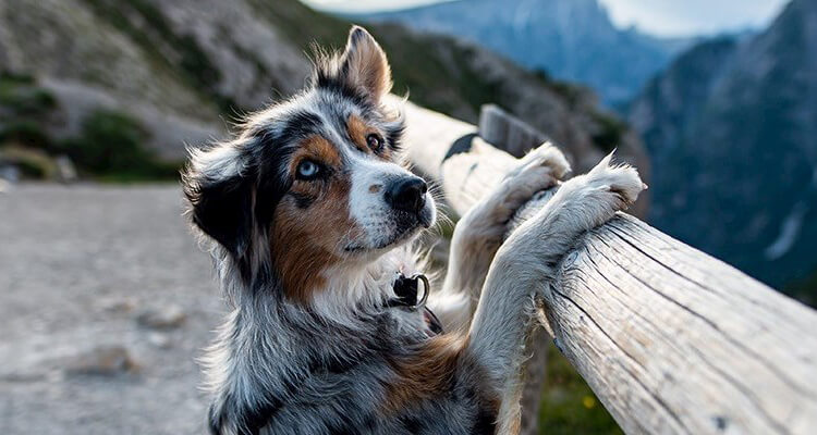 faire une randonnee en montagne avec son chien