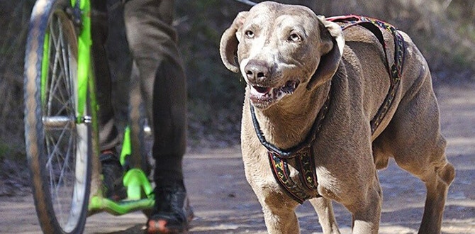 quel equipement pour le cani vtt