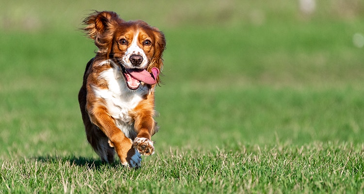 tout savoir sur lalimentation pour chien sans cereales