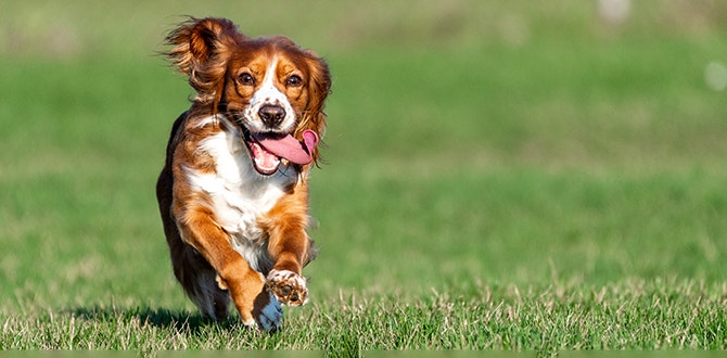 tout savoir sur lalimentation pour chien sans cereales