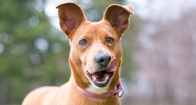 alimentation interdite aux chiens liste des aliments nocifs