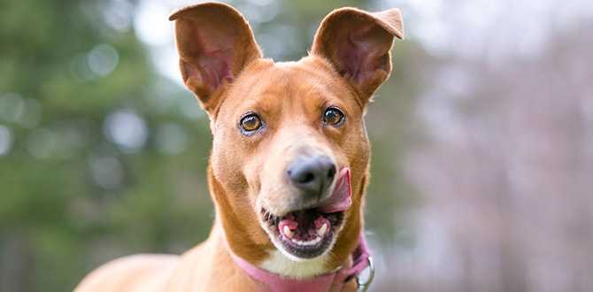 alimentation interdite aux chiens liste des aliments nocifs