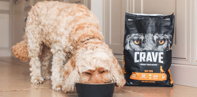 alimentation mixte pour chien definition et avantages