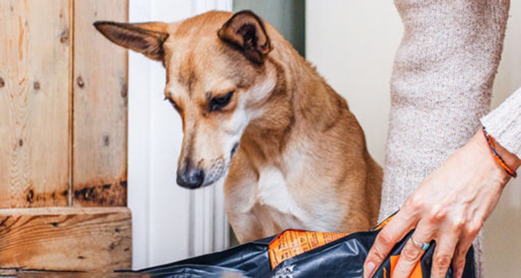 alimentation pour chien riche en proteines