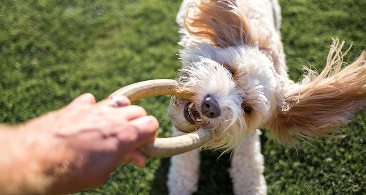 comment occuper son chien
