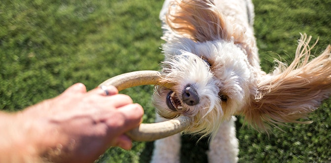 comment occuper son chien