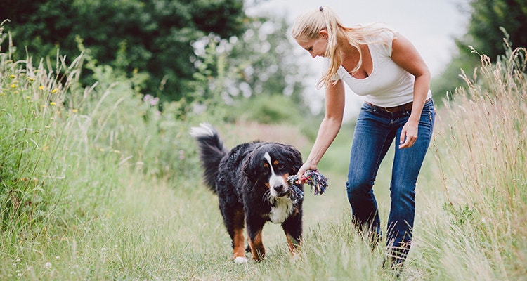 analyse des comportements du chien