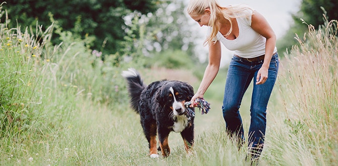 analyse des comportements du chien
