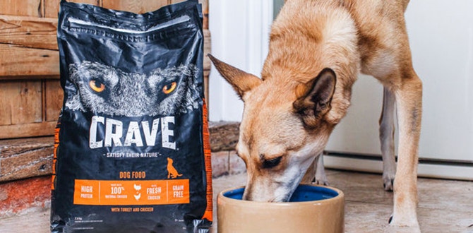 les bienfaits des croquettes pour chien riches en proteines