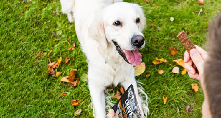 friandises pour chien sans cereales quels bienfaits