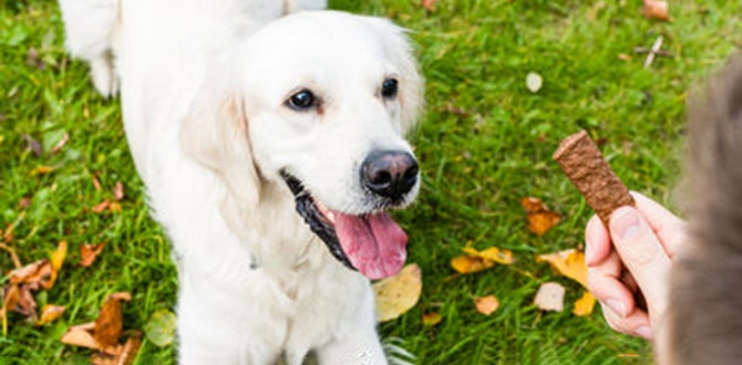 friandises pour chien sans cereales quels bienfaits