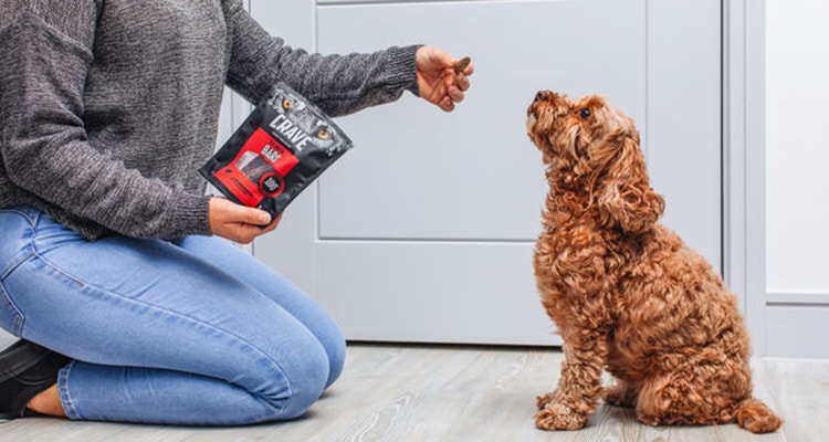 comment choisir les friandises pour le dressage de votre chien