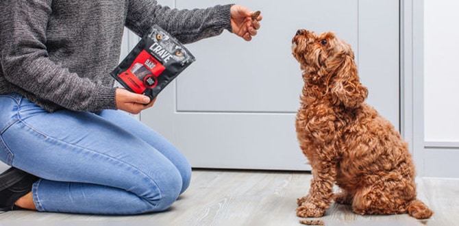 comment choisir les friandises pour le dressage de votre chien