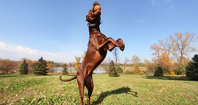 les jeux exterieurs pour chiens