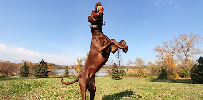 les jeux exterieurs pour chiens