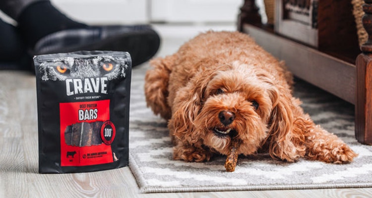 mastication du chien un besoin ancestral