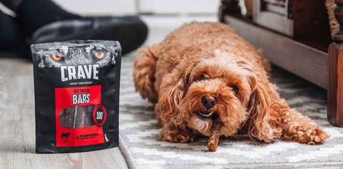 mastication du chien un besoin ancestral