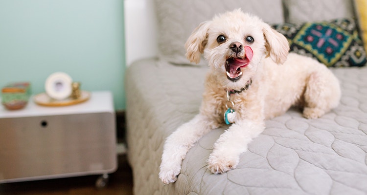 les bienfaits de la nourriture pour chien sans cereales