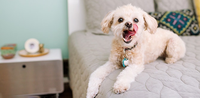 les bienfaits de la nourriture pour chien sans cereales