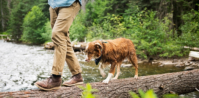faire de la randonnee avec son chien conseils et precautions
