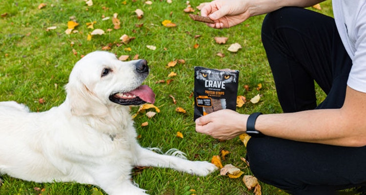 quelle recompense pour mon chien