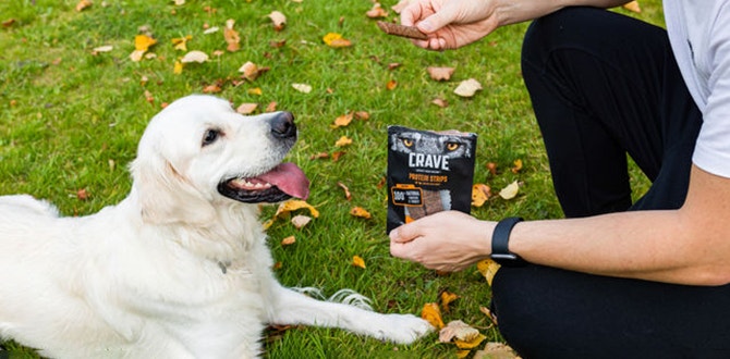 quelle recompense pour mon chien