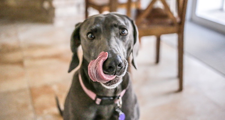 tout savoir sur la psychologie du chien