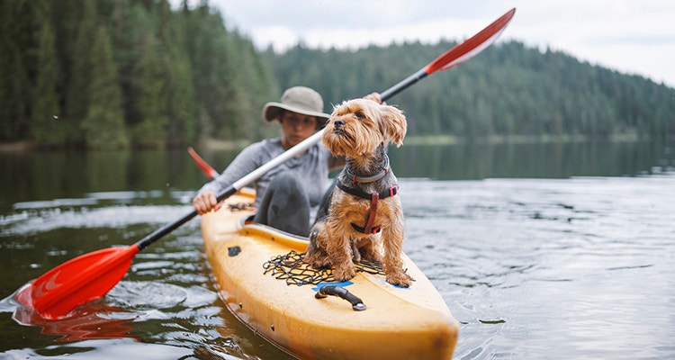 vacances quelles activites avec son chien