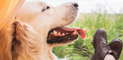 faire du camping avec mon chien