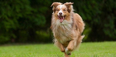 savoir lire les etiquettes des aliments pour chiens